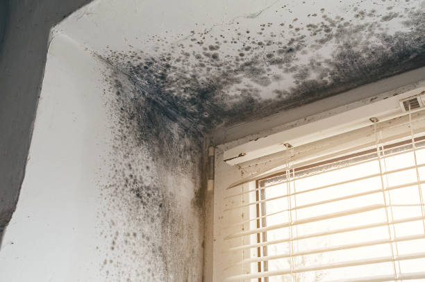 Affordable Mold Remediation solutions in Rome, NY